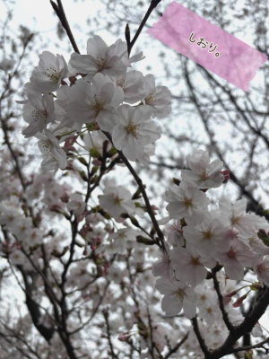 しおりの写メ日記画像