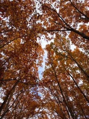 白咲　そらの写メ日記画像